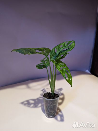 Монстера Манки Лиф