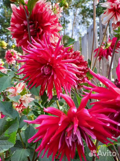 Садовые цветы