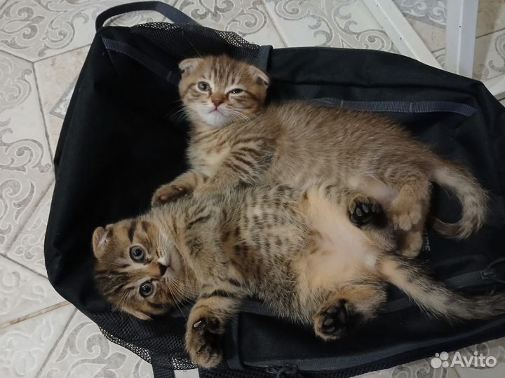 Шотландская вислоухая