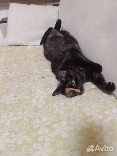 Чудесная трогательная редкого окраса Камилла