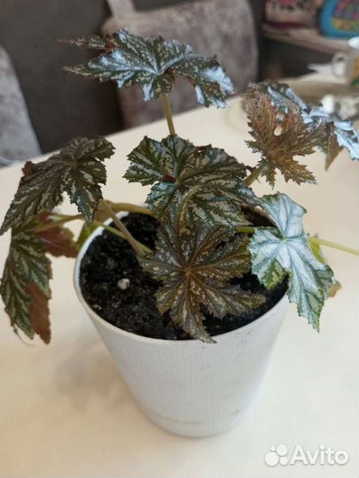 Бегония Грифон. Детка