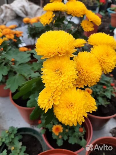 Хрезентема