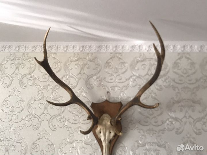 Рога оленя европейского лобные