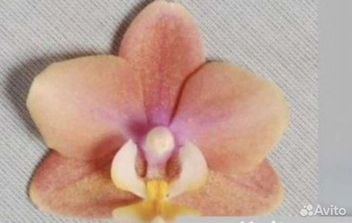 Орхидеи фаленопсис сортовые