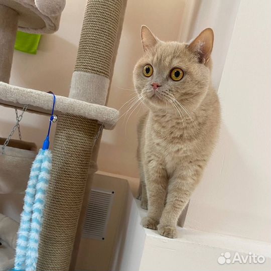 Зоогостиница для кошек