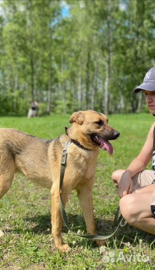 Собака в добрые руки, Лео