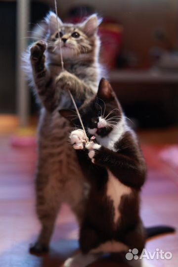 Котенок сибирский метис в дар бесплатно