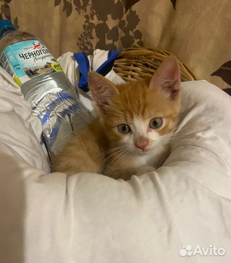 Котята