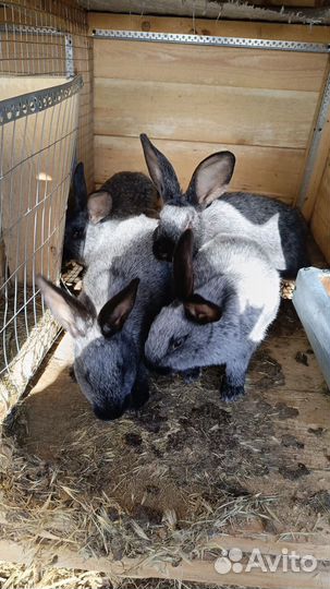 Кролики полтавское серебро