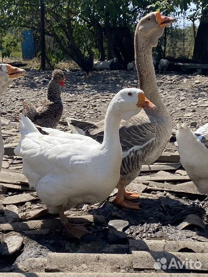Холмогорские гуси