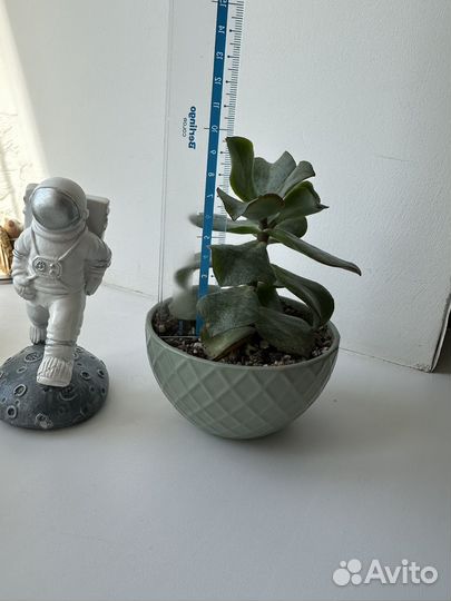 Крассула (толстянка)