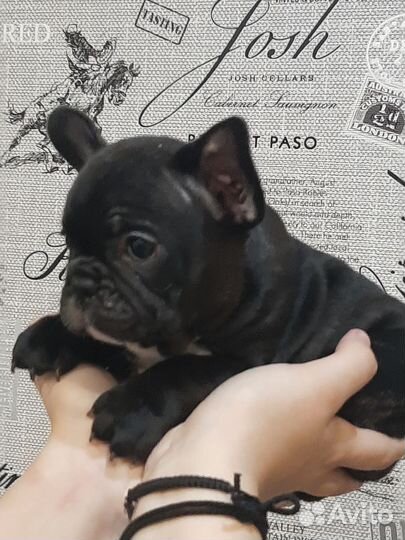 Французики