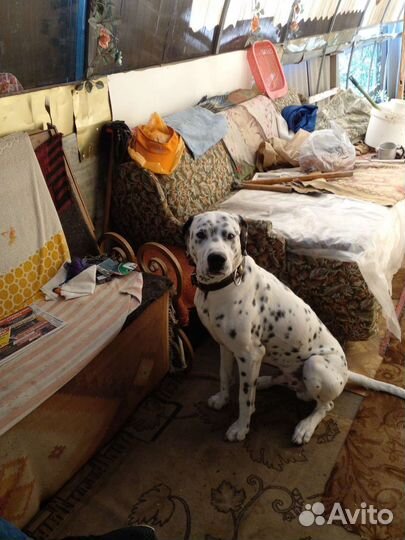 Долматинец