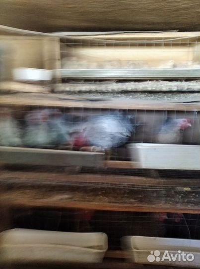 Клетки для кур, перепелов и бройлеров