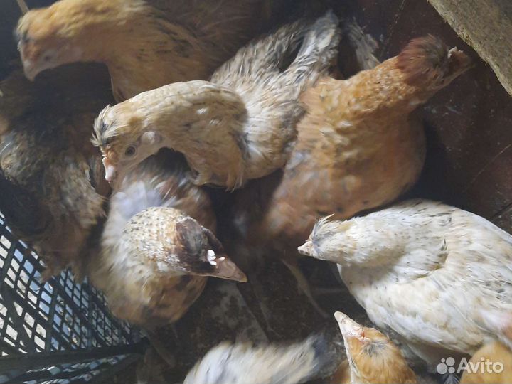 Куры и цыплята