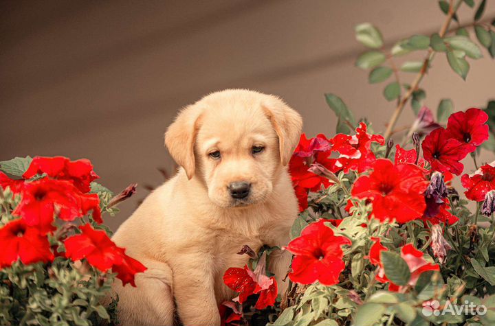 Лабрадор ретривер щенки