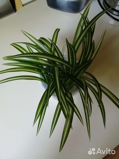 Хлорофитум кудрявый