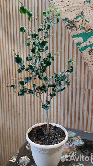 Фикус Барок