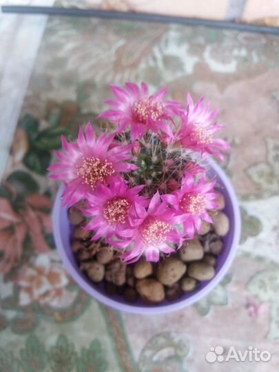 Кактус маммилярия