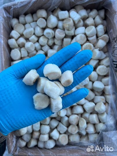 Гребешок курильский