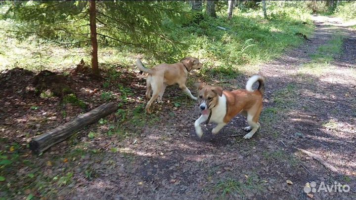 Отдам в добрые руки