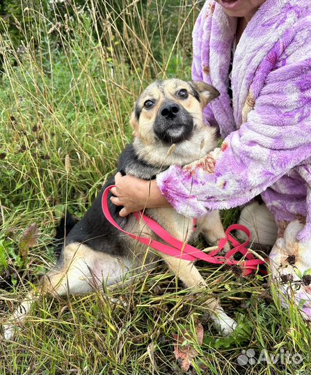 Собака в добрые руки