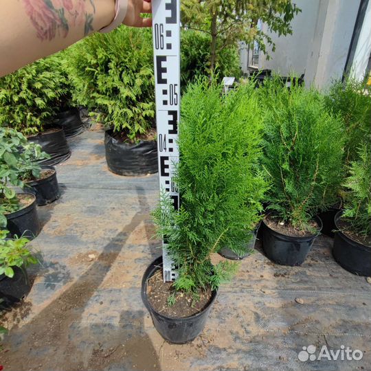 Туя биота плосковеточник