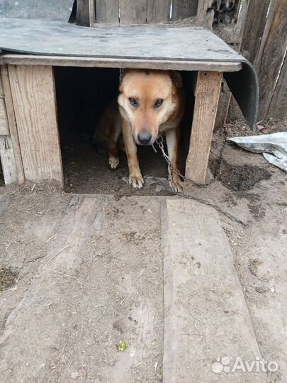 Собака в добрые руки щенок