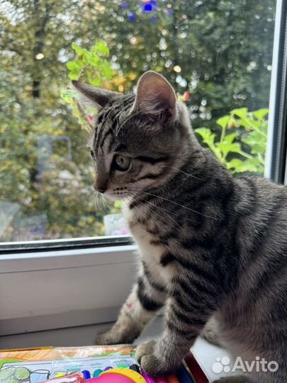 Бенгальский котик