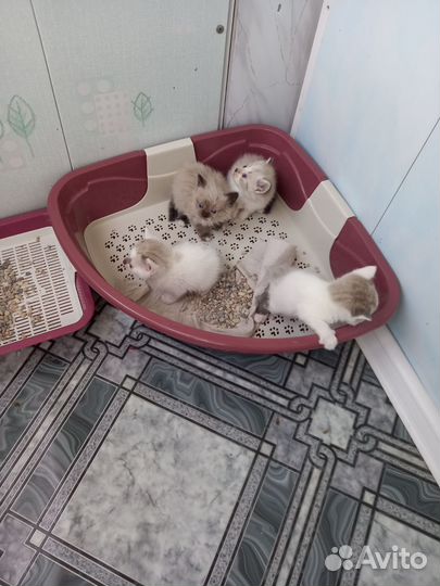 Котята