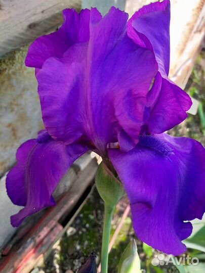 Ирисы бородатые сортовые