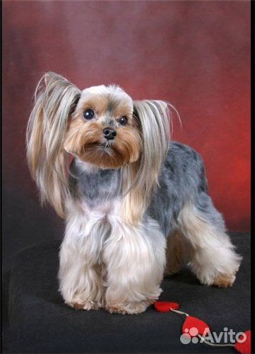 Стрижка ваших любимцев