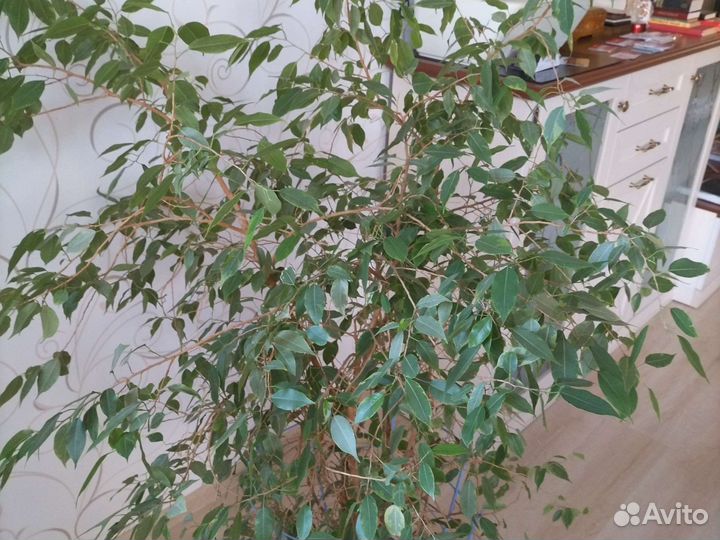 Фикус бенджамина большой