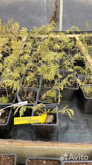 Туя глобоза аурея p9