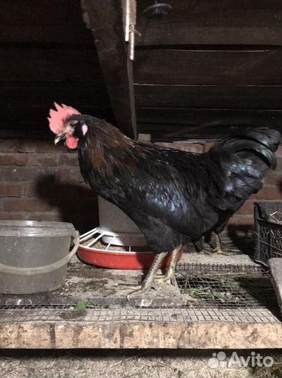 Продам петухов
