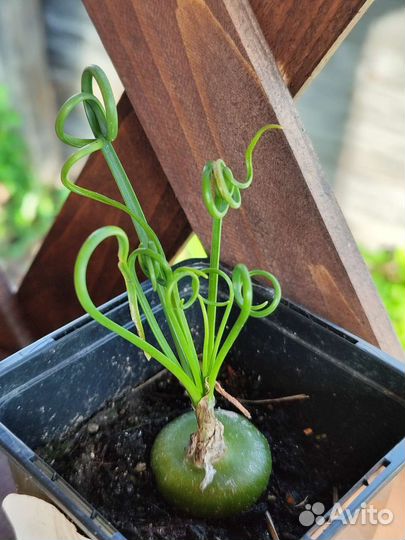 Альбука спиралис