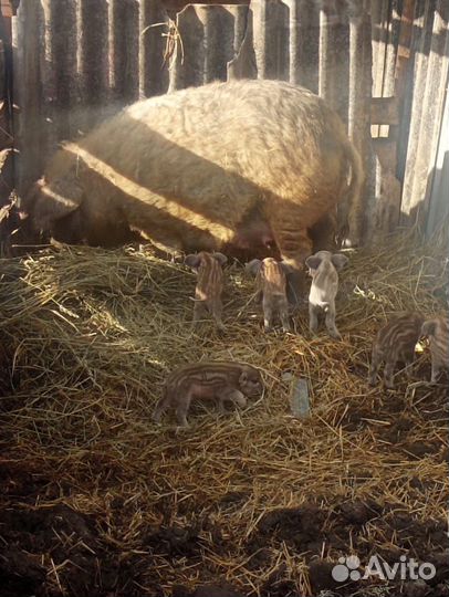 Поросята венгерской мангалицы