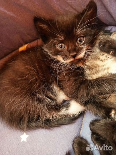 Котята в добрые руки бесплатно