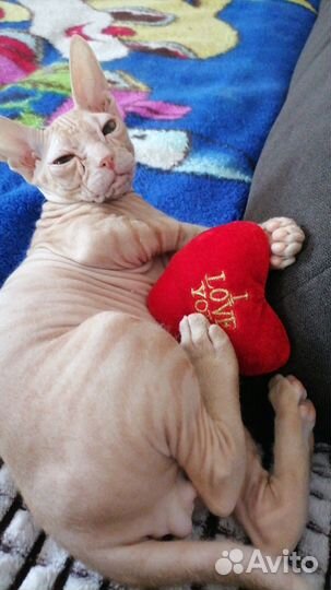 Отдам кота сфинкса