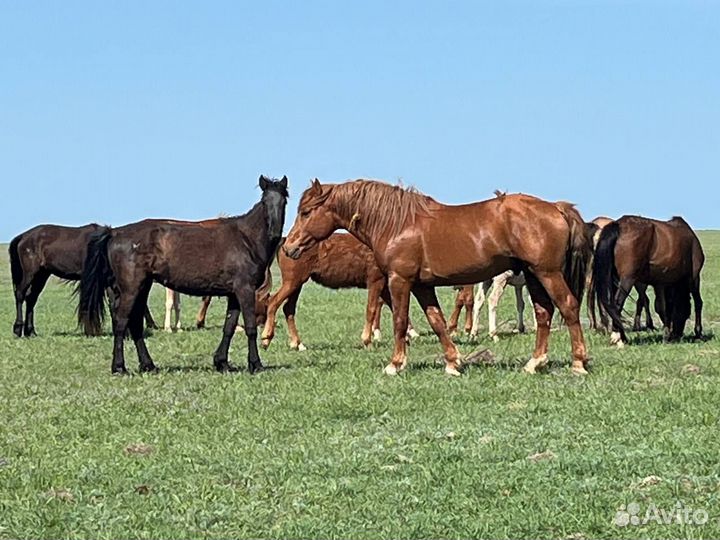 Жеребец обученный