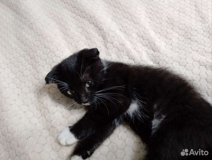 Кошка в дар