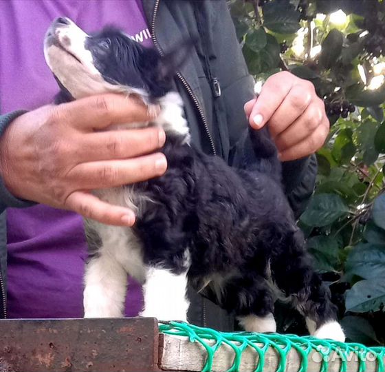 Китайская хохлатая пуховая