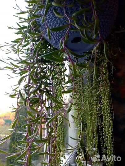 Крестовники - много видов