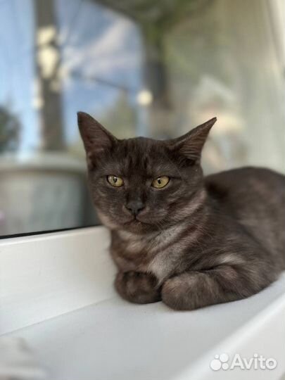 Британские котята
