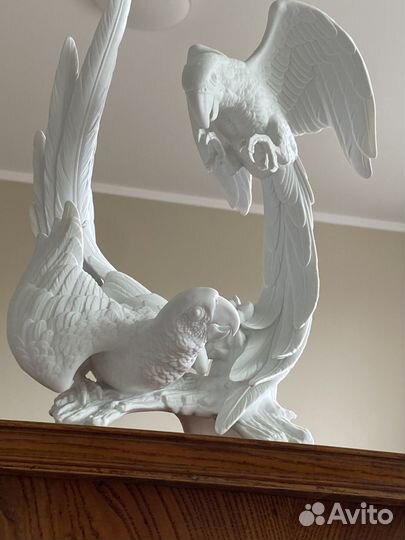 Попугаи kaiser