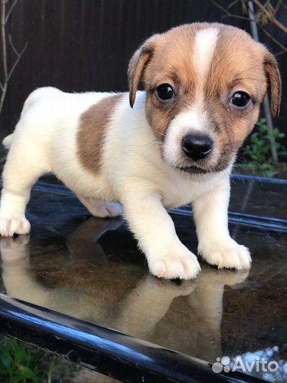 Щенки Джек Рассел Терьера