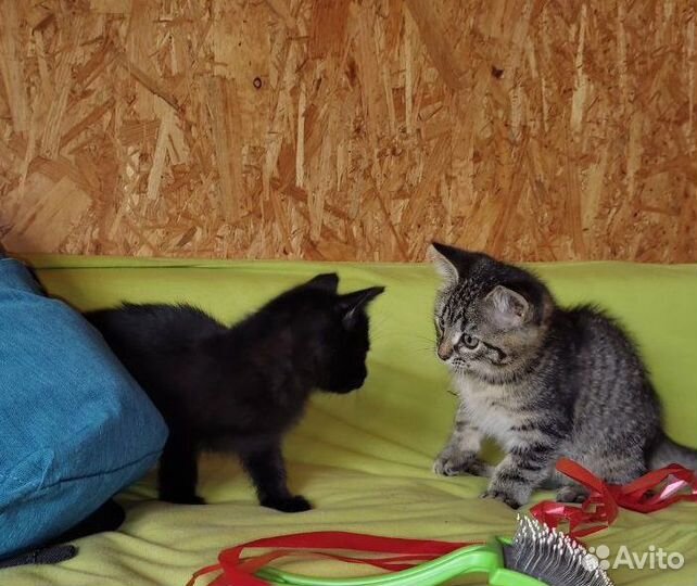 Отдам котёнка в добрые руки