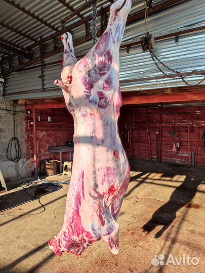 Мясо говядина халяль