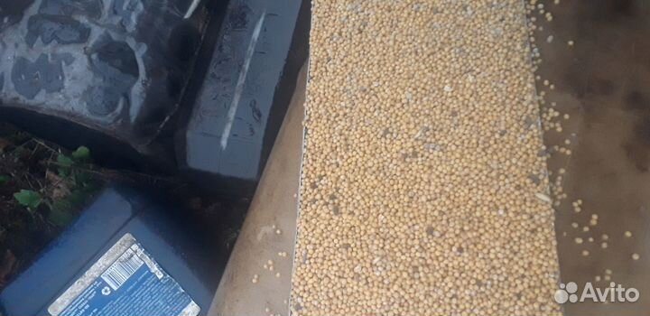 Горчицв семена