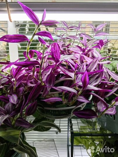 Традесканция, эпипремнумы, филодендрон